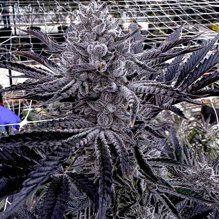 Solfire Gardens Butter Balm seeds Image of Butter Balm - Solfire Gardens - Gelato Seeds