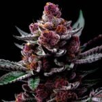 Image of Cherry Poppers Barneys Farm 88 5 seeds - Gelato Seeds