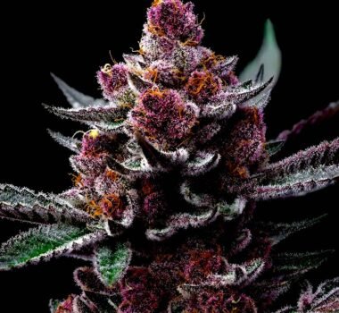 Image of Cherry Poppers Barneys Farm 88 5 seeds - Gelato Seeds