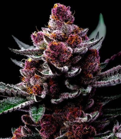 Image of Cherry Poppers Barneys Farm 88 5 seeds - Gelato Seeds