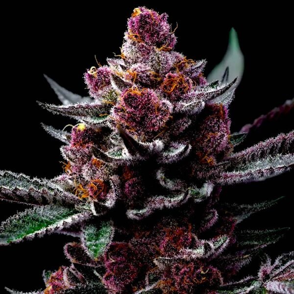 Image of Cherry Poppers Barneys Farm 88 5 seeds - Gelato Seeds