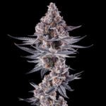 Image of Eye of JAH Compound Genetics 101 3 Seeds - Gelato Seeds