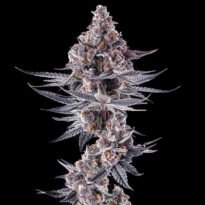 Image of Eye of JAH Compound Genetics 101 3 Seeds - Gelato Seeds