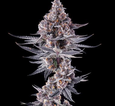 Image of Eye of JAH Compound Genetics 101 3 Seeds - Gelato Seeds