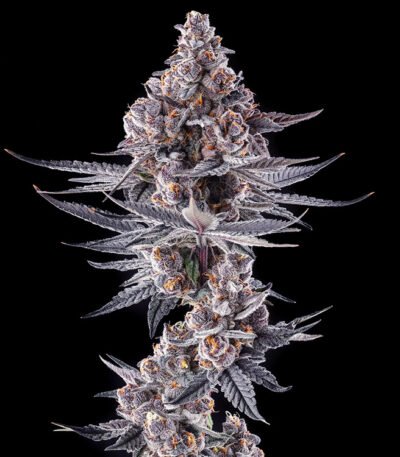 Image of Eye of JAH Compound Genetics 101 3 Seeds - Gelato Seeds