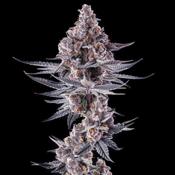 Image of Eye of JAH Compound Genetics 101 3 Seeds - Gelato Seeds