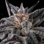 Thumbnail for Nakamarra 101 3 Seeds - Gelato Seeds