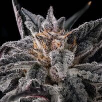 Thumbnail for Nakamarra 101 3 Seeds - Gelato Seeds