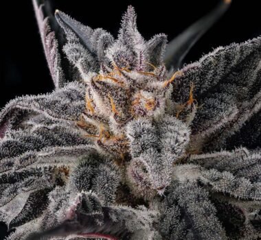 Thumbnail for Nakamarra 101 3 Seeds - Gelato Seeds