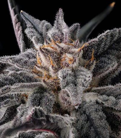 Thumbnail for Nakamarra 101 3 Seeds - Gelato Seeds