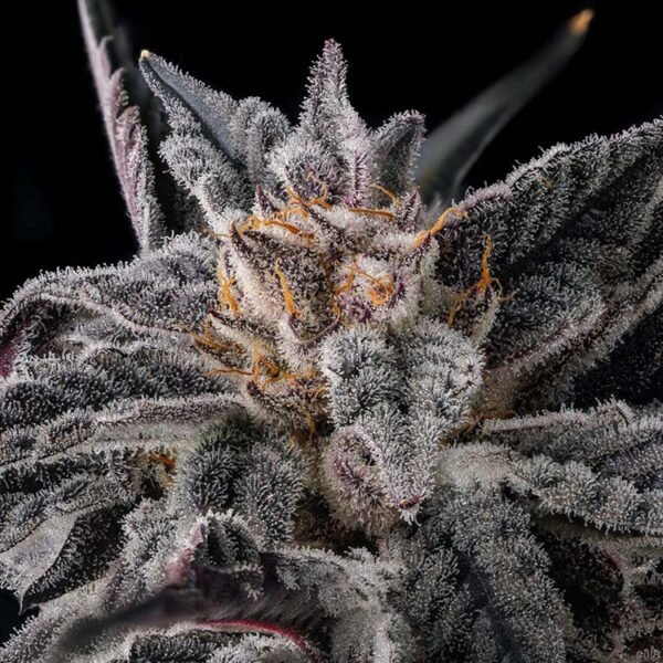 Thumbnail for Nakamarra 101 3 Seeds - Gelato Seeds