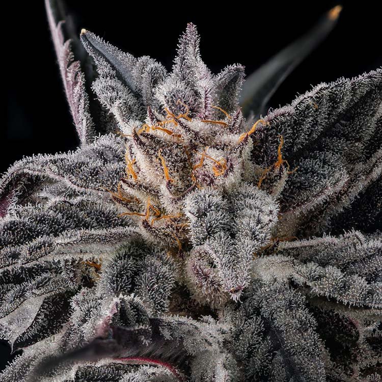NAKAMARRA STRAIN Thumbnail for Nakamarra 101 3 Seeds - Gelato Seeds