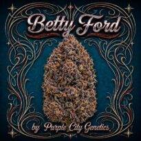Thumbnail for Betty Ford 1207 3+1 seeds - Gelato Seeds