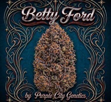 Thumbnail for Betty Ford 1207 3+1 seeds - Gelato Seeds