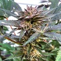 Image of Cereal Milk Runtz 101 3 Seeds - Gelato Seeds