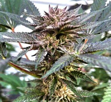 Image of Cereal Milk Runtz 101 3 Seeds - Gelato Seeds