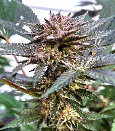 Image of Cereal Milk Runtz 101 3 Seeds - Gelato Seeds