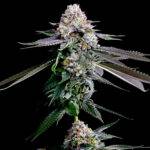 Image of Gelato Beltz 41 101 3 Seeds - Gelato Seeds