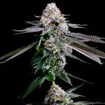 Image of Gelato Beltz 41 101 3 Seeds - Gelato Seeds
