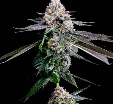 Image of Gelato Beltz 41 101 3 Seeds - Gelato Seeds