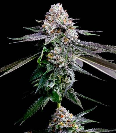 Image of Gelato Beltz 41 101 3 Seeds - Gelato Seeds