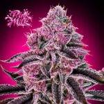 Image of Pink Milk - Gelato Seeds
