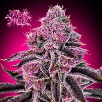 Image of Pink Milk - Gelato Seeds
