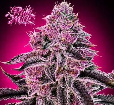 Image of Pink Milk - Gelato Seeds