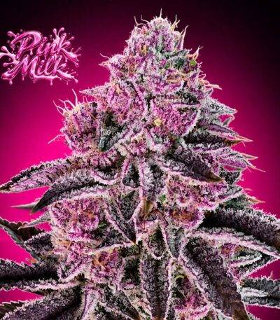 Image of Pink Milk - Gelato Seeds