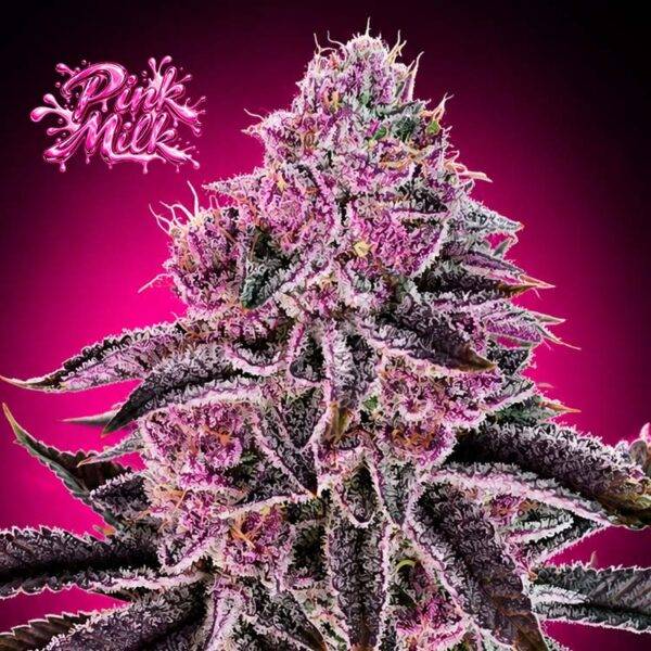 Image of Pink Milk - Gelato Seeds