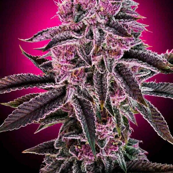 Image of Pink Milk - Gelato Seeds