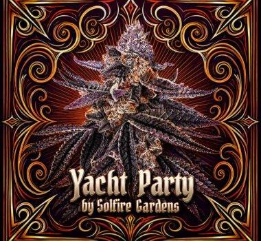 Image of Yacht Party 101 3 Seeds - Gelato Seeds