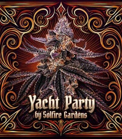 Image of Yacht Party 101 3 Seeds - Gelato Seeds